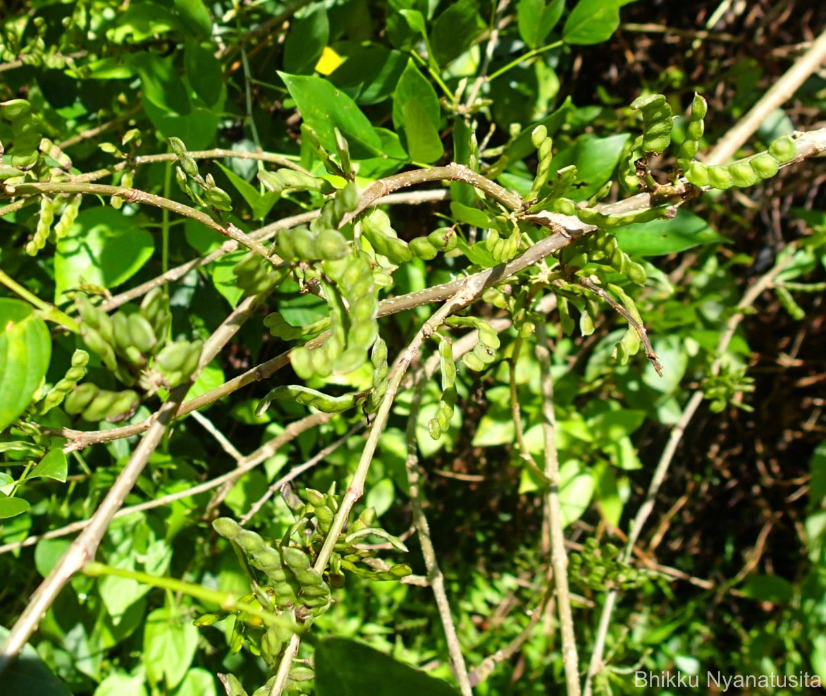 Dendrolobium triangulare (Retz.) Schindl.